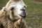 Head of white Bactrian camel close up