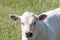 Head of a white Charolais beef calf in a green grassy pasture looking curiously at the camera