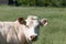 Head of a white Charolais beef cows in a green grassy pasture looking curiously at the camera