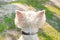 Head of a white fluffy dog with large triangular protruding ears