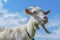 Head of white goat against blue sky