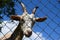 The head of a white goat behind a wire fence