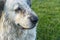 head of a white and gray Pyrenean mastiff resting under the lawn.