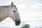 Head of a white grey horse. Horizontal. No people. Copyspace