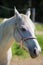 The head of white Hanoverian horse in the bridle or snaffle a with the green background of trees an grass in the sunny summer day