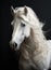 The head of a white horse in close-up. Generated by AI