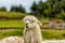 Head of White Lama in Ancient Inca Citadel, Cuzco, Peru