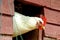 Head of a white leghorn chicken in a stepping out of the hen house