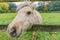 Head of a white pony between a wooden fence