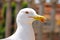 The head of a white seagull with a red stroke around the eye and the beak, and which has stuck down. The photo was made in Rome.