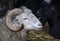 Head of a white sheep with large curved horns