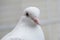 The head of a white thoroughbred pigeon