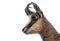 Head of wild chamois goat isolated