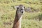 Head of Wild Guanaco, National Park Torres del Paine, Chile