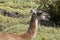 Head of wild Guanaco in Patagonia, National Park Torres del Paine, Chile