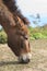 Head of wild horse eating grass leaves in field