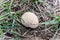 Head of wild meadow puffball on meadow