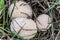 Head of wild meadow puffball on meadow