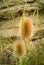 Head of the Wild Teasel wild plant