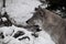 Head of a wolf in profile, close-up against the background of an abandoned wheel from a horse-drawn carriage