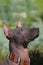 The head of Xoloitzcuintle dog Mexican Hairless dog