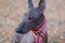 The head of Xoloitzcuintle dog Mexican Hairless dog in bright stripped scarf on the autumn/fall background.