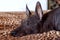 The head of Xolotizcuintle Mexican Hairless Dog breed, of standard size, with red and white mohawk, lying on a leopard cover. Be