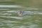 Head of yacare caiman in green water