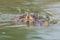 Head of yacare caiman swimming in river