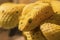 Head of yellow Eyelash Palm-Pitviper