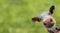 The head of a young curious Simmental cattle with bell