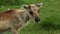 Head of a young cute fawn eating grass.