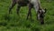 Head of a young cute fawn eating grass.