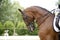 Head of a young dressage horse with unknown rider in action