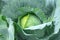 Head of young green cabbage in the garden close-up