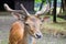 Head of a young king`s deer with antlers, deere at the zoo