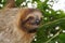 Head of young three-toed sloth in the jungle