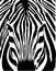 Head of a zebra close up. Negative