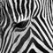 Head zebra eye