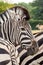 Head of Zebra in a group of zebras