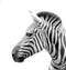 The head of a zebra isolated in white background