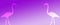 Header Background  Purple  Gradient  Flamingo Birds  Pair