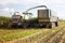 Header harvesting fodder corn mass, pouring into truck body