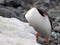 Headless Gentoo Penguin