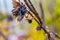 The headless grasshopper still hanging on to tree branch, end of life