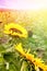 Heads of beautiful blooming sunflowers in the morning sun