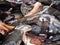 Heads of the black scabbard fish Aphanopus carbo left over from filleting on a market stall in funchal madeira