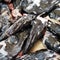 Heads of the black scabbard fish Aphanopus carbo left over from filleting on a market stall in funchal madeira