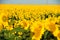 Heads of blooming sunflowers field. Isolated focus