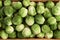 The heads of Brussels sprouts are randomly placed in a cardboard box. Closeup. Top down view